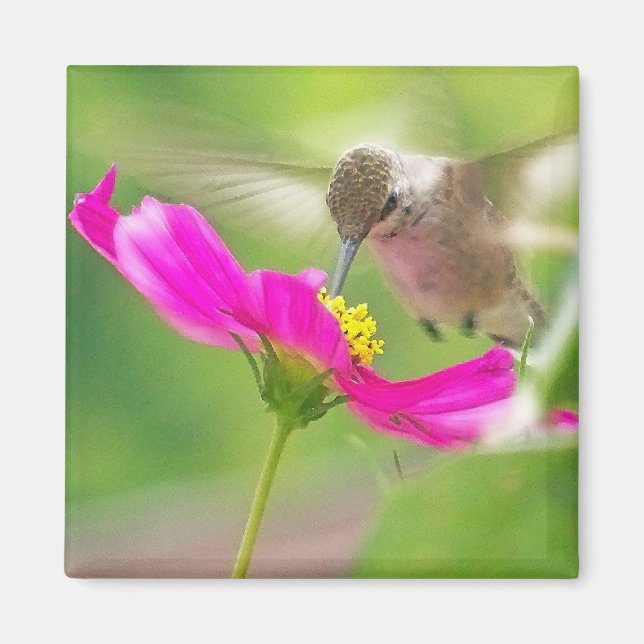 Íman Bird Animal Selvagem Floral (Frente)