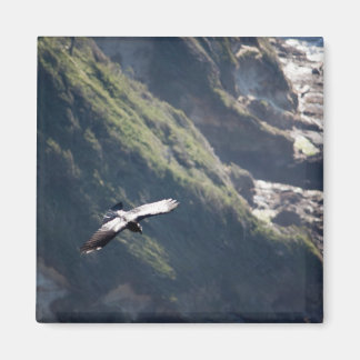 Íman Bird Fly MAGNET