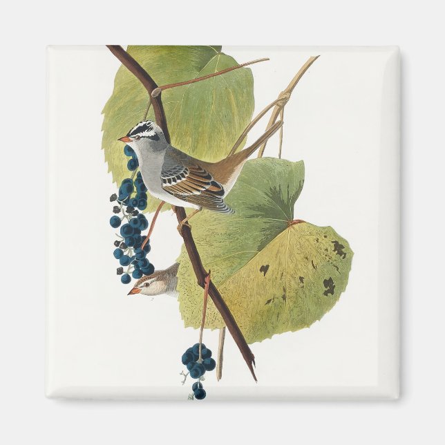 Íman Birds of America (1827), por John James Audubon (Frente)