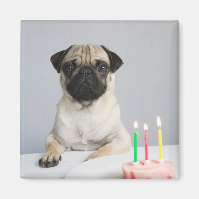 Íman Birthday Pug (Frente)