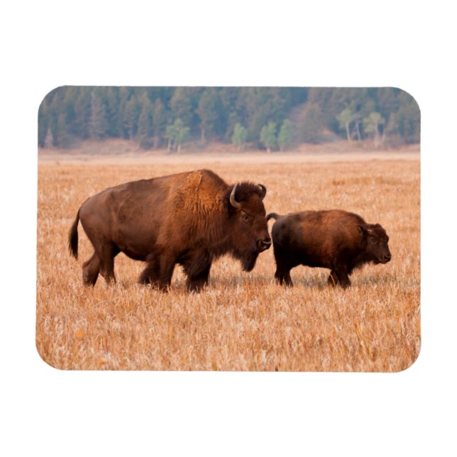 Íman Bisão Americano (Bison bison) Vaca e Bezerro (Horizontal)