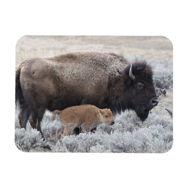 Íman Bisão Vaca e Bezerro, Yellowstone (Horizontal)