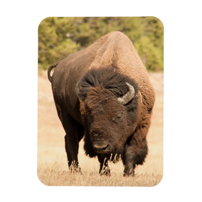 Íman Bison (Vertical)