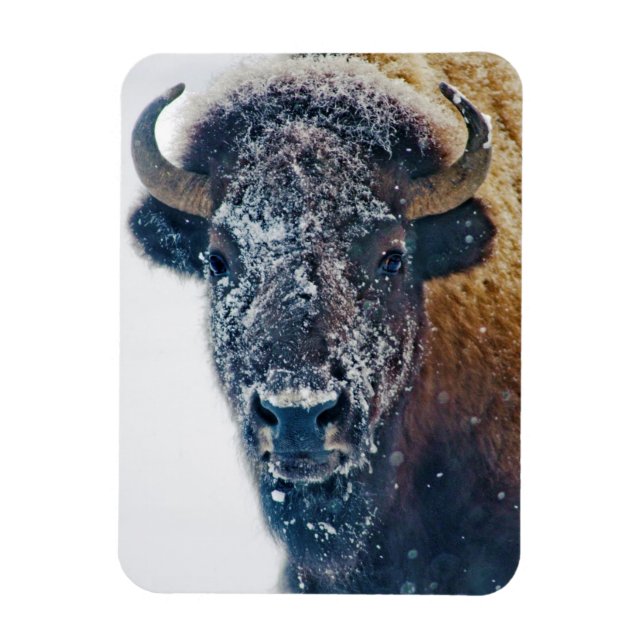 Íman Bison Americano em Neve em Yellowstone NP (Vertical)