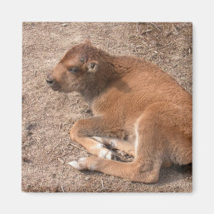 Íman Bison Calf