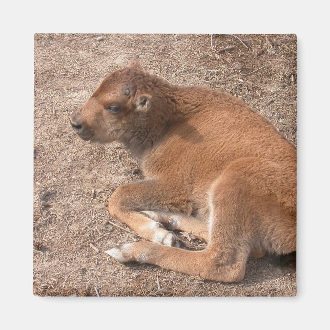 Íman Bison Calf (Frente)