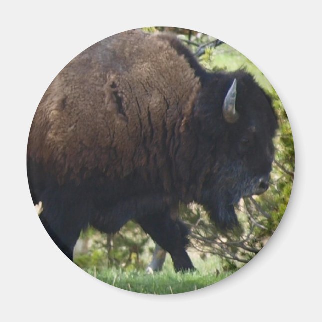 Íman Bison Crossing (Frente)