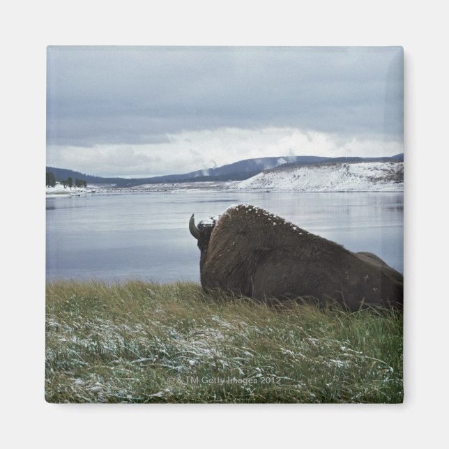 Íman Bison Descendo Por Rio Yellowstone Com Neve Ativad (Frente)