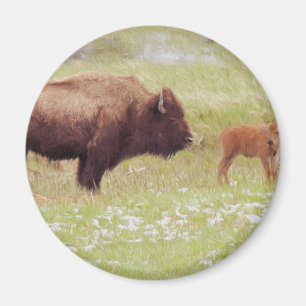 Íman Bison e Calf em Yellowstone