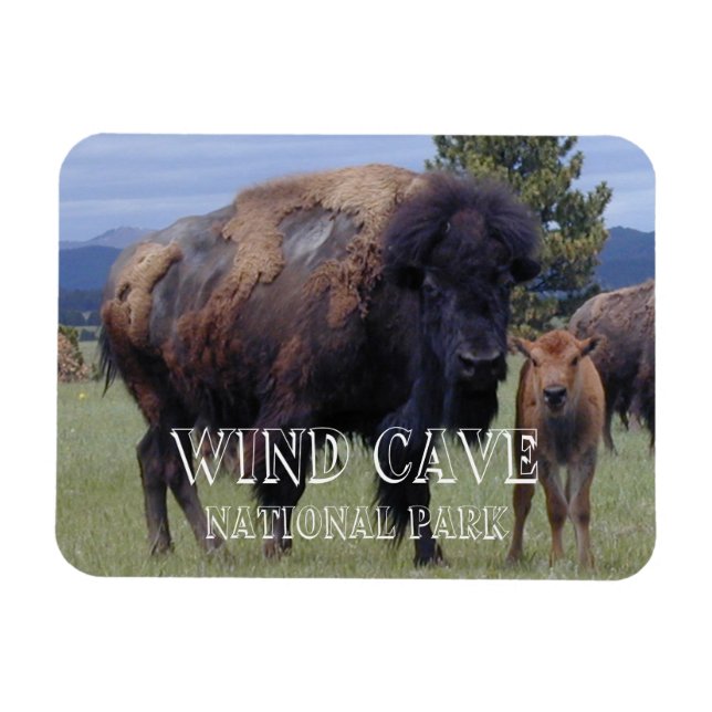 Íman Bison e Calf, Parque Nacional da Caverna Eólica, S (Horizontal)