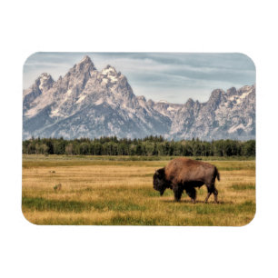 Íman Bison in the Tetons