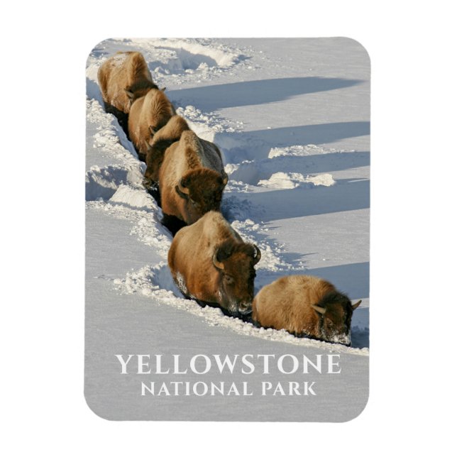 Íman Bison Line Andando por Deep Snow, Yellowstone (Vertical)