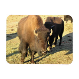Íman Bison no Colorado