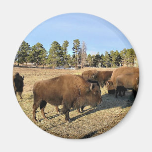Íman Bison no Colorado
