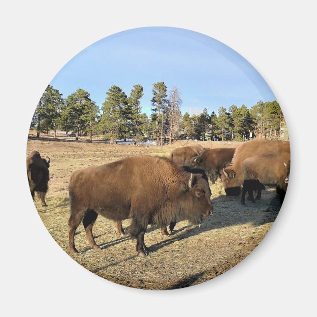 Íman Bison no Colorado (Frente)