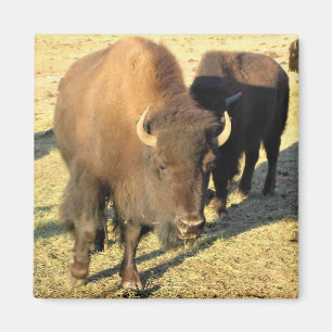 Íman Bison no Colorado