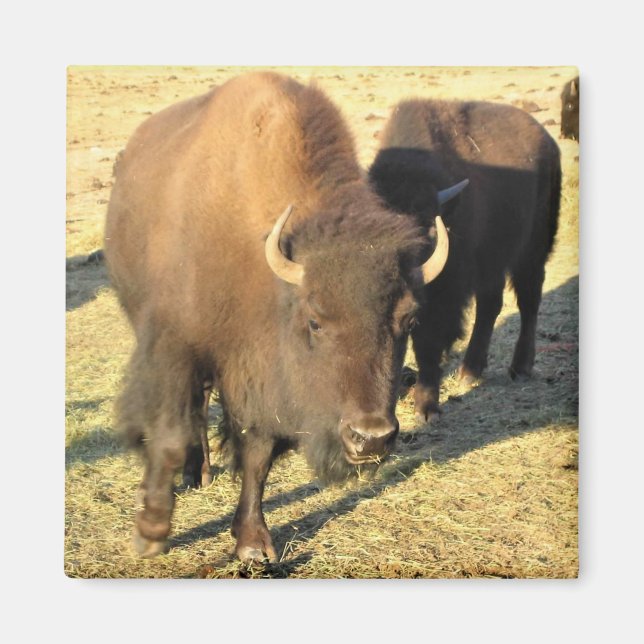 Íman Bison no Colorado (Frente)