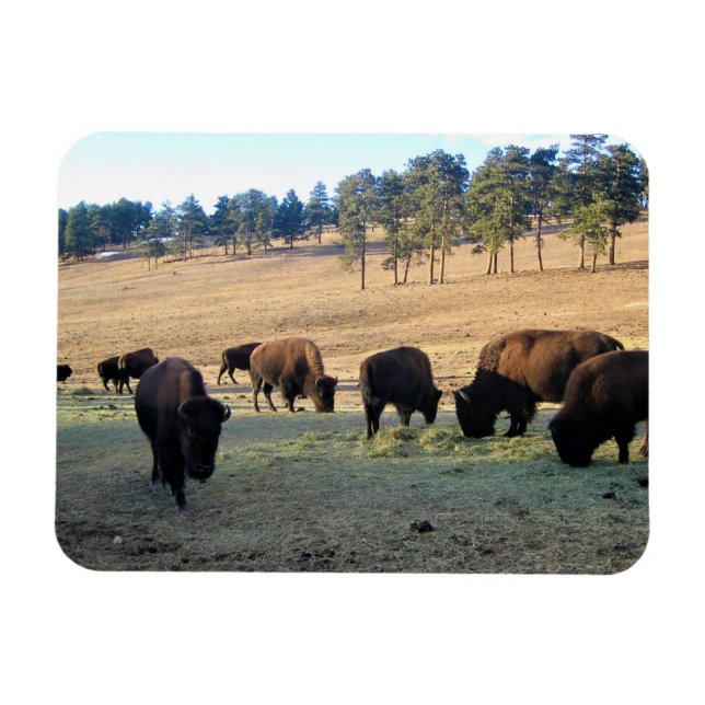 Íman Bison no Colorado (Horizontal)
