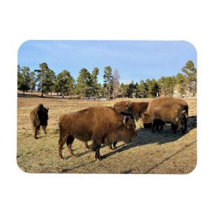 Íman Bison no Colorado