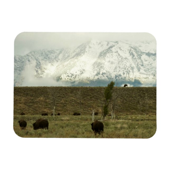 Íman Bison no Grand Teton National Park Fotografia (Horizontal)
