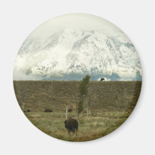 Íman Bison no Grand Teton National Park Fotografia