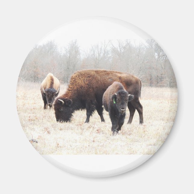Íman Bison Prairie Magnet (Frente)