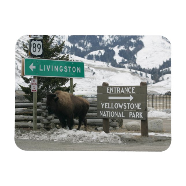 Íman BIson, Yellowstone Entrance, Gardiner, MT (Horizontal)