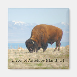 Íman Bisonte da ilha do antílope, UT