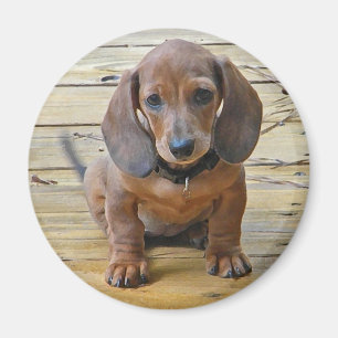 Íman BK- ímã do filhote de cachorro do Dachsund
