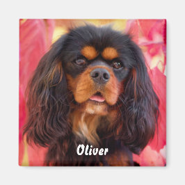 Íman Black and Tan Cavalier King Charles Spaniel Dog