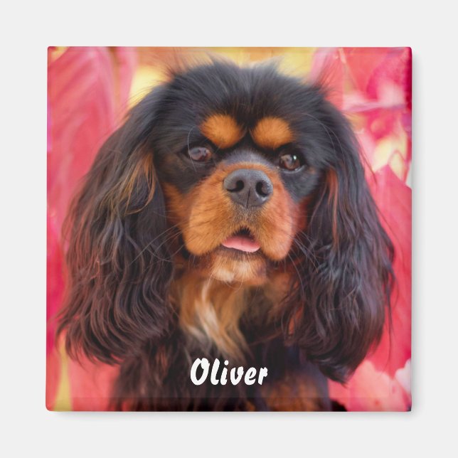 Íman Black and Tan Cavalier King Charles Spaniel Dog (Frente)