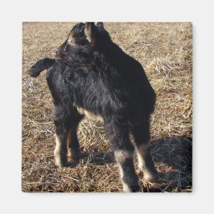 Íman Black and Tan Kid