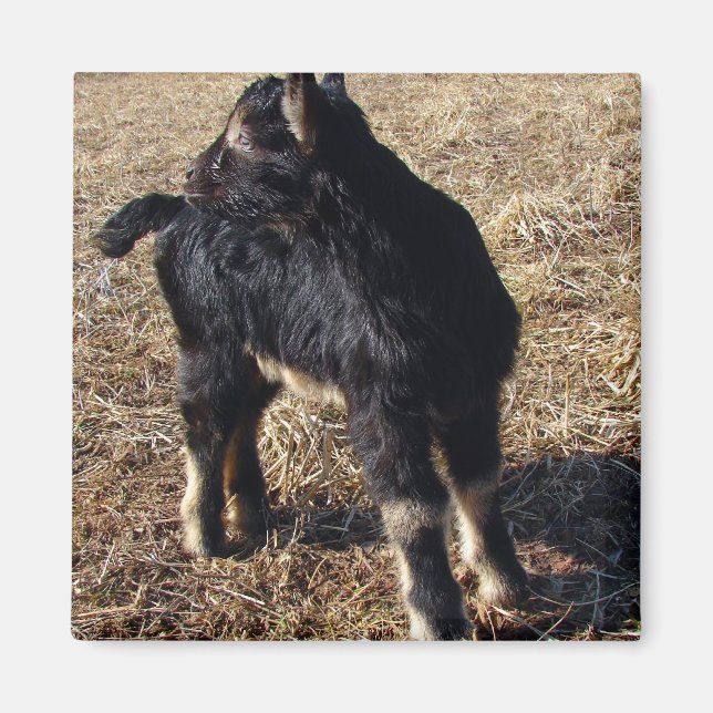 Íman Black and Tan Kid (Frente)