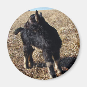 Íman Black and Tan Kid