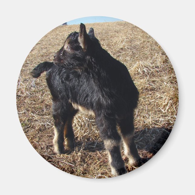 Íman Black and Tan Kid (Frente)