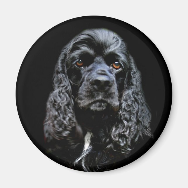 Íman Black Cocker Spaniel (Frente)