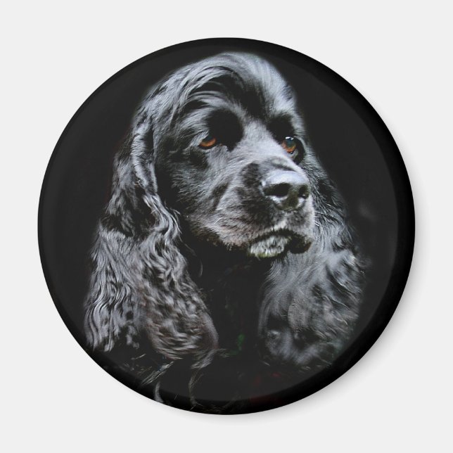 Íman Black Cocker Spaniel (Frente)