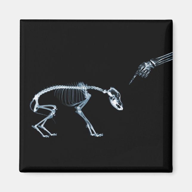 Íman Black Dog Xray Skeleton (Frente)