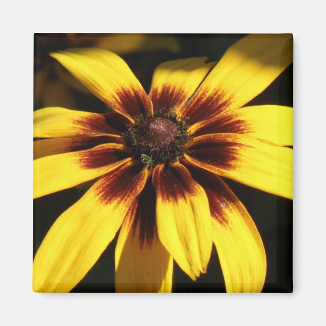 Íman Black Eyed Susan Magnet (Frente)
