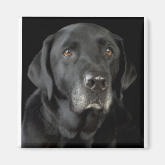 Íman Black Labrador