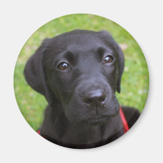 Íman Black Labrador Magnet