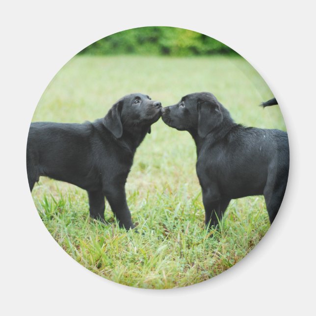 Íman Black Labrador Retriever (Frente)