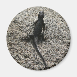 Íman Black Lizard