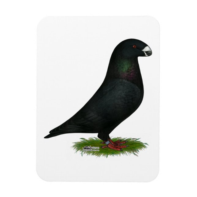 Íman Black Show Racer (Vertical)