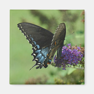 Íman Black Swallowtail 9.05-1