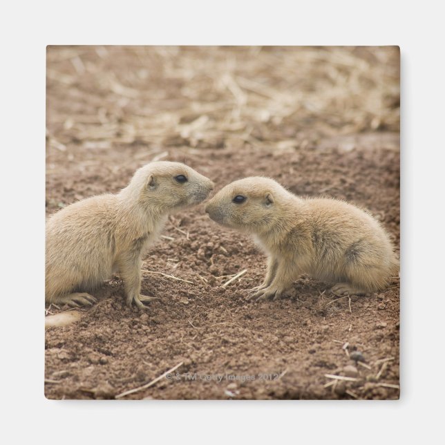 Íman Black Tailed Prarie Marmot (Frente)