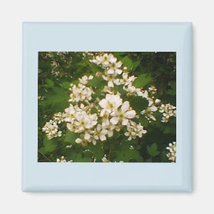 Íman Blackberry Bloom