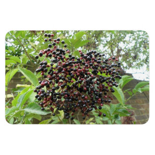 Íman Blackberry Bonanza Premium Magnet