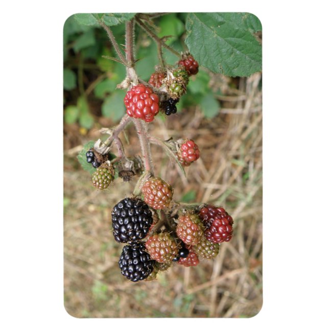 Íman Blackberry Bonanza Premium Magnet (Vertical)
