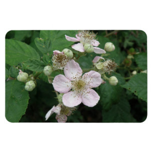 Íman Blackberry Flowers Premium Magnet